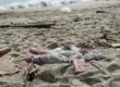 Naufragio di Cutro